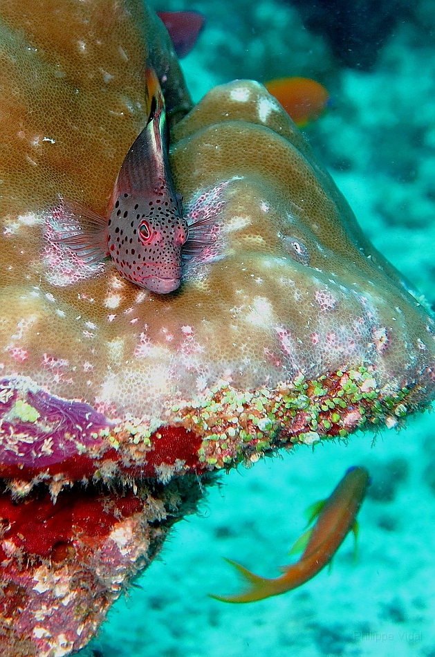 IMG_0196rf_Maldives_Madoogali_Plongee 1_House reef_Poisson faucon a tache de rousseur_Paracirrhites forsteri.jpg